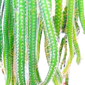 May include: Close-up of a green cactus with long, segmented stems. The cactus has a vibrant green color with white spines and a slightly fuzzy texture. The stems are hanging down, creating a unique visual.