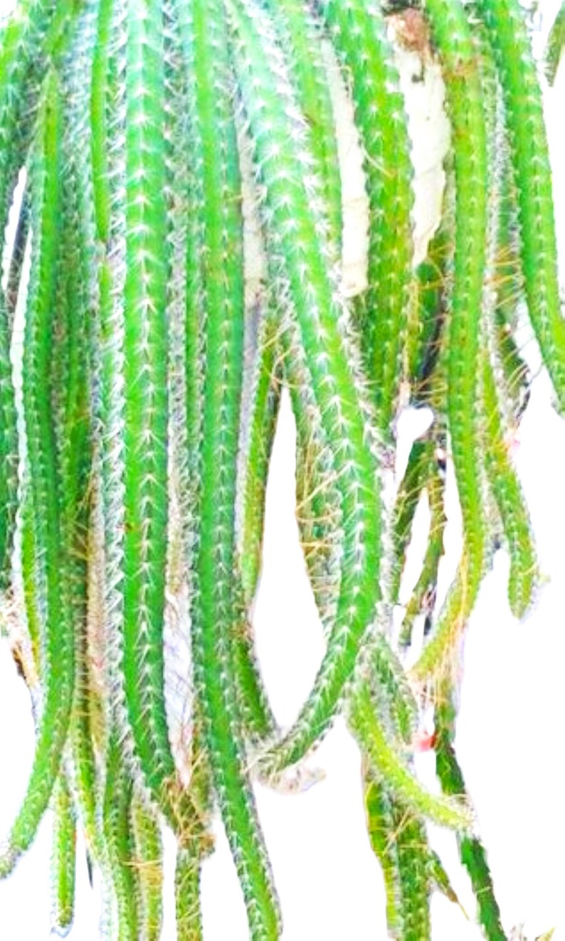 May include: Close-up of a green cactus with long, segmented stems. The cactus has a vibrant green color with white spines and a slightly fuzzy texture. The stems are hanging down, creating a unique visual.
