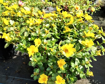 Purslane "Lemon Drops" Edible Organic Cascading Herb.