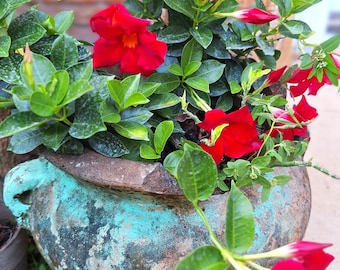 Mandevilla RED Dipladenia Rock Trompettes Jasmin du Brésil 35 cm Plante.