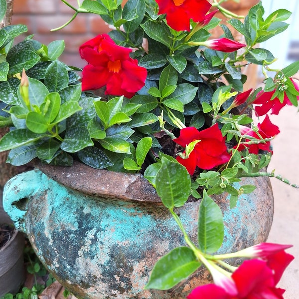 Mandevilla RED Dipladenia Rock Trumpets Brazilian Jasmine 14" Plant.