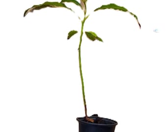 Hass Avocado Tree 18” Live Rooted Plant Fast Growing Fruit Tree Indoor/Outdoor Ready to Plant Tropical Garden Gift