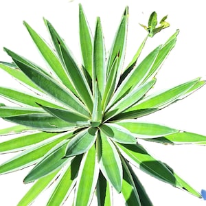 Variegated Caribbean Agave Starter Plant, 8 Inch, Full Sun, USDA Zones 9-12
