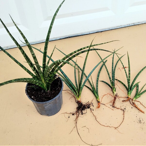 Sansevieria bacularis Fernwood Mikado Snake Plant.