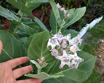 Organic Giant Calotropis Silver Asian Milkweed Rooted Plant Butterfly Habitat Tree Ships Free.