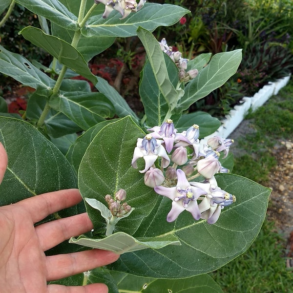 Giant Calotropis Silver Asian Milkweed Rooted Plant Butterfly Habitat Tree Plant or Cuttings.