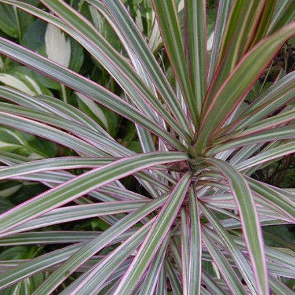 Dracaena Marginata Tri Color Dragon Tree Hard to Find Color.