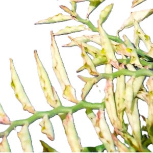 May include: Close-up of a plant with light green stems and off-white leaves. The leaves have brown and pink spots. The plant's leaves are long and pointed, with a slightly curled shape. The background is white.