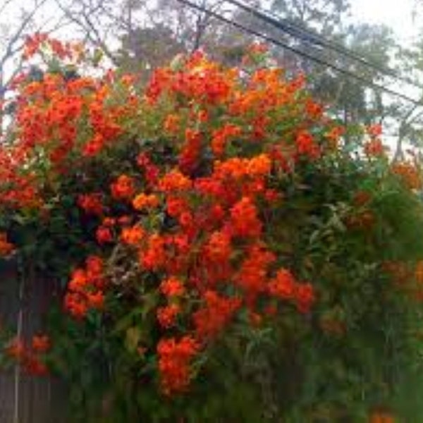 Mexican Flame Vine Fragrant Pollinator Attracts Butterflies and Night Moths.