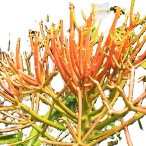 Euphorbia tirucalli Rosea Ambre Firestick Red Pencil Plant 14" Starter