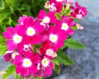 Verbena "Twinkle" Two Tone Flowers Organic 10" Plants.