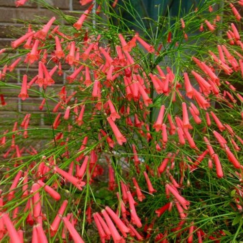 Firecracker Bush Plant Pollinator.