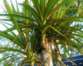 Plante d'intérieur Dracaenas Green Dragon Tree Stripe Leaves.