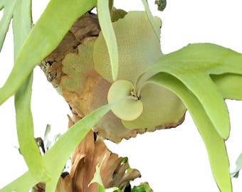 Staghorn Farn 10 - 14 ”Platycerium bifurcatum Live Farn Florida Gewachste Antler Farn Tropische Zimmerpflanze