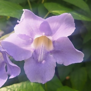 Thumergia Grandiflora “Blue Sky Flower” Vine Tropical Bloomer.