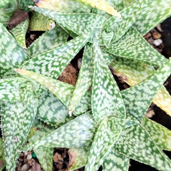 Organic Star Aloe "Oik" Looks Like a Star Fish Plant needs little care.