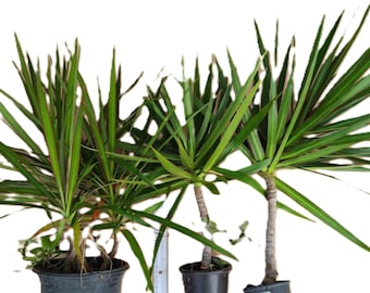 Könnte beinhalten: Drei Dracaena marginata Pflanzen, auch bekannt als Drachenbäume, in schwarzen Töpfen. Die Pflanzen haben lange, schlanke grüne Blätter mit roten Rändern. Die Stämme sind grau und strukturiert. Die Pflanzen stehen vor einem weißen Hintergrund.