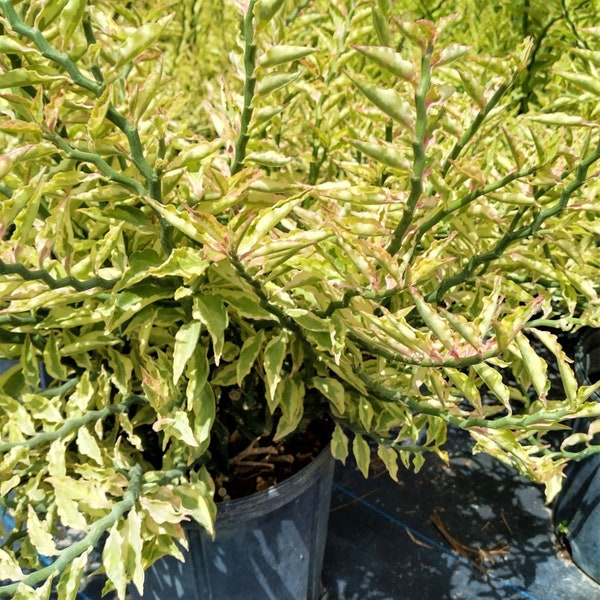 Variegated Devil's Backbone Zig Zag Plant Pedilanthus tithymaloides Unusual Houseplant.