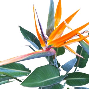 May include: A Bird of Paradise flower, featuring striking orange petals and a blue-green stem, is shown in close-up. Large, green leaves surround the flower. The background is plain white.