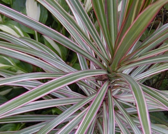 Tri Color Silver Dragon Tree Dracaena.