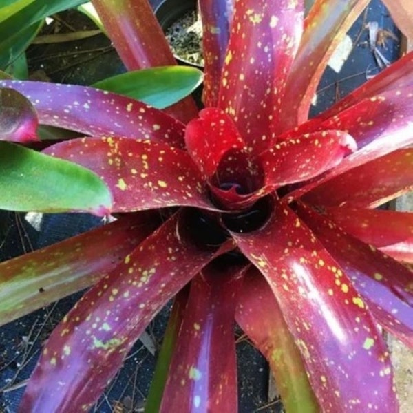 Bromeliad Jack of Diamonds Tropical Neoregelia Exotic Tropical Houseplant.