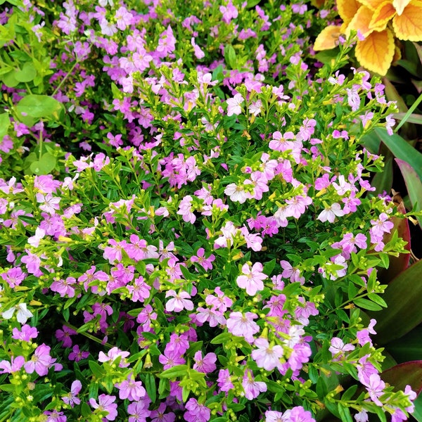 Mexican Purple Heather Elfin Herb Pollinator.