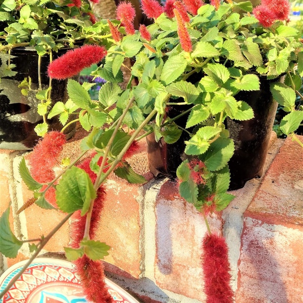 Dwarf Chenille Plant  Red Hot Cat Tails Cascading Bloomer 12" Diameter.