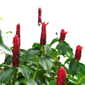 May include: A white ceramic mug with a black handle and the text "But First, Coffee" in a black, handwritten-style font. The mug is on a white surface.