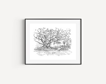 Fairmont Miramar Fig Tree, Santa Mónica, California, Regalos de Santa Mónica, Viajes a Los Ángeles, Hoteles, Dibujo con pluma y tinta
