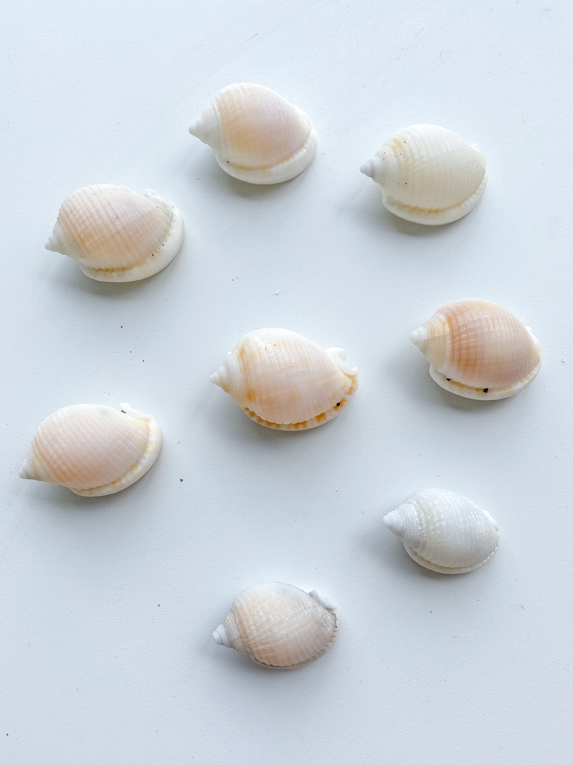 Scallop Shells. Fine art print.