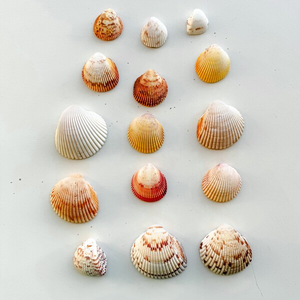 15 Atlantic Cockle Shells