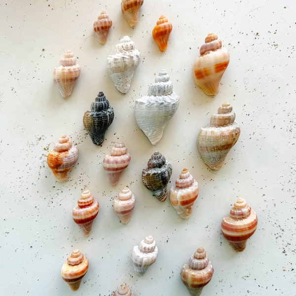 20 Juvenile King Crown Conch Shells