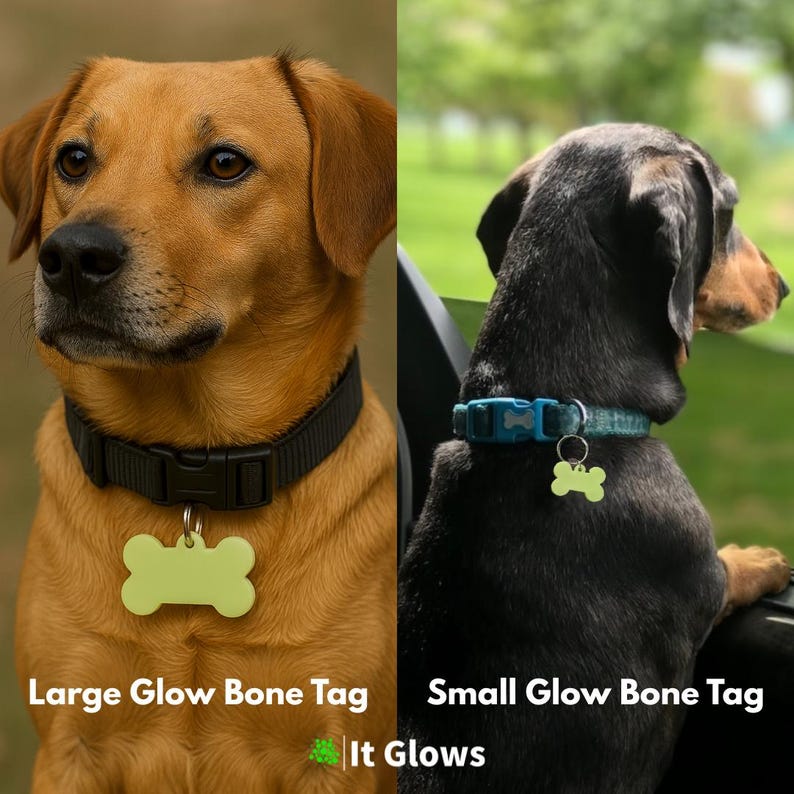 Pu&ograve; includere: Due cani con collari con targhette a forma di osso che si illuminano al buio. Uno &egrave; marrone con collare nero ed etichetta grande. L'altro &egrave; nero con collare blu ed etichetta piccola. Testo: "Large Glow Bone Tag" e "Small Glow Bone Tag".