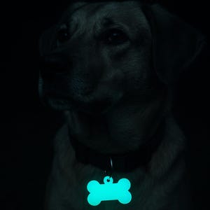 Pu&ograve; includere: Un cane con un collare nero e un'etichetta a forma di osso turchese brillante. Il pelo del cane &egrave; marrone chiaro, su uno sfondo scuro. L'etichetta &egrave; il punto focale, che emette una luce brillante e fredda.