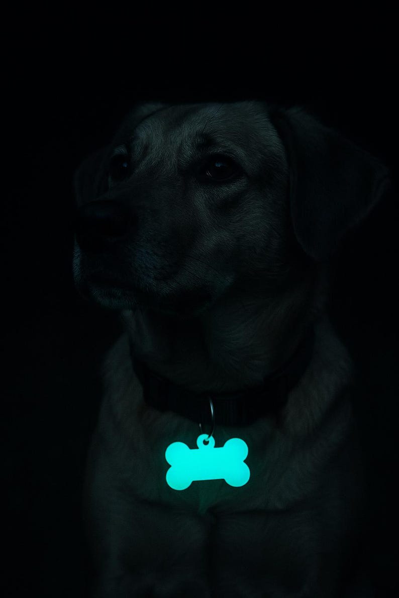 Pu&ograve; includere: Un cane con un collare nero e un'etichetta a forma di osso turchese brillante. Il pelo del cane &egrave; marrone chiaro, su uno sfondo scuro. L'etichetta &egrave; il punto focale, che emette una luce brillante e fredda.