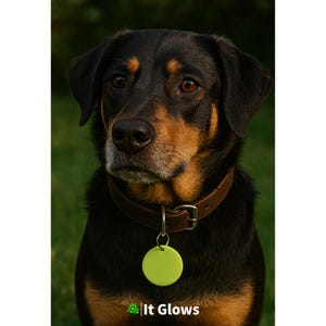 Pu&ograve; includere: Un cane con pelo nero e marrone indossa un collare di cuoio marrone con un'etichetta circolare verde lime. L'etichetta &egrave; attaccata con un anello di metallo argentato. Il testo "It Glows" &egrave; in basso nell'immagine.