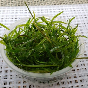 Guppy Grass Najas Bunch Aquarium Plants. at Least 5 Stems. 