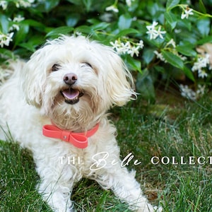 May include: A fluffy white dog with a coral bow tie sits in the grass. The dog is looking directly at the camera. The grass is green and there are white flowers in the background. The text 'THE BULL COLLECTION' is visible at the bottom of the image.