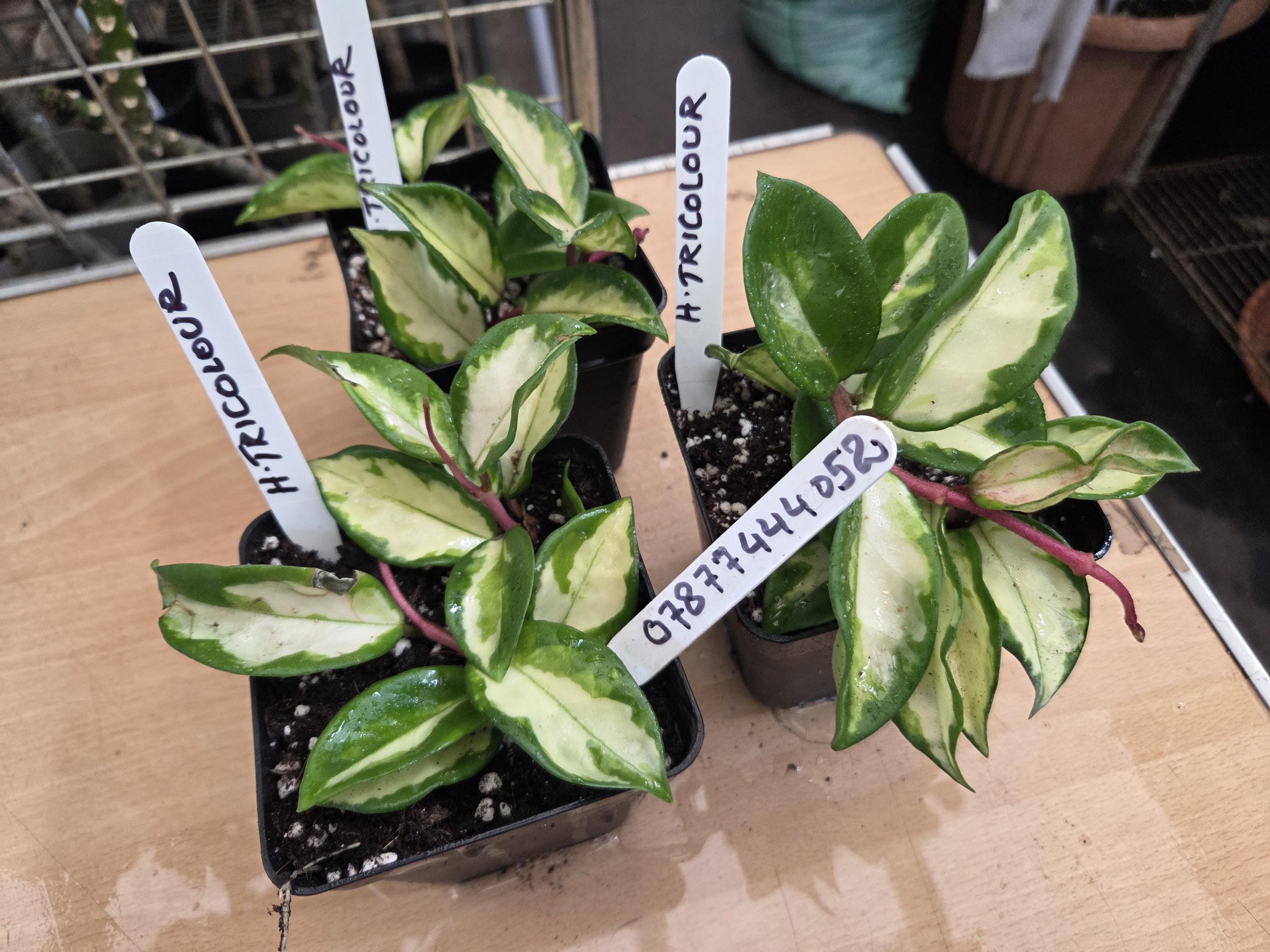 Hoya Argentea Princess - Etsy UK