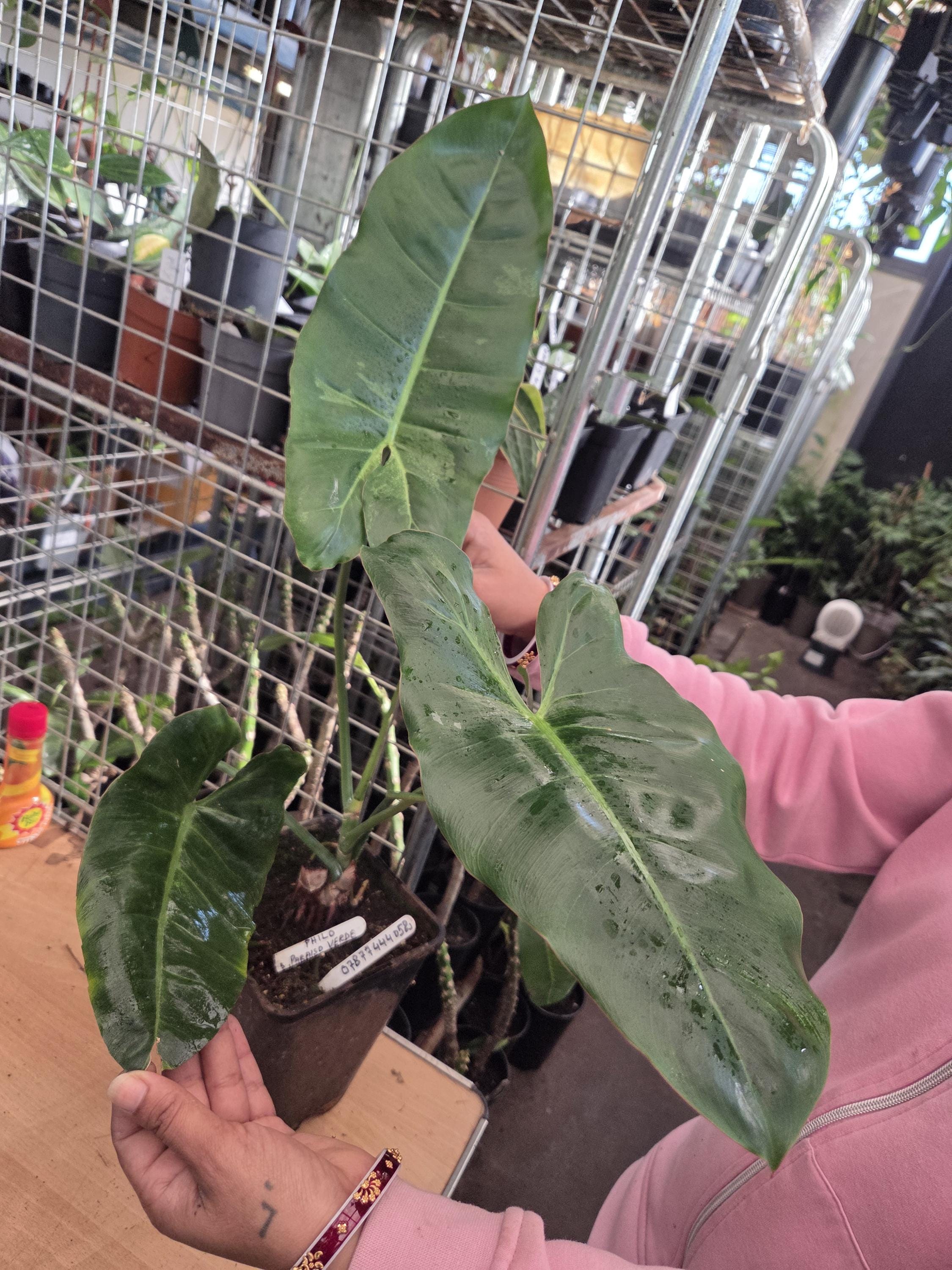 Philodendron serpens - Etsy 日本