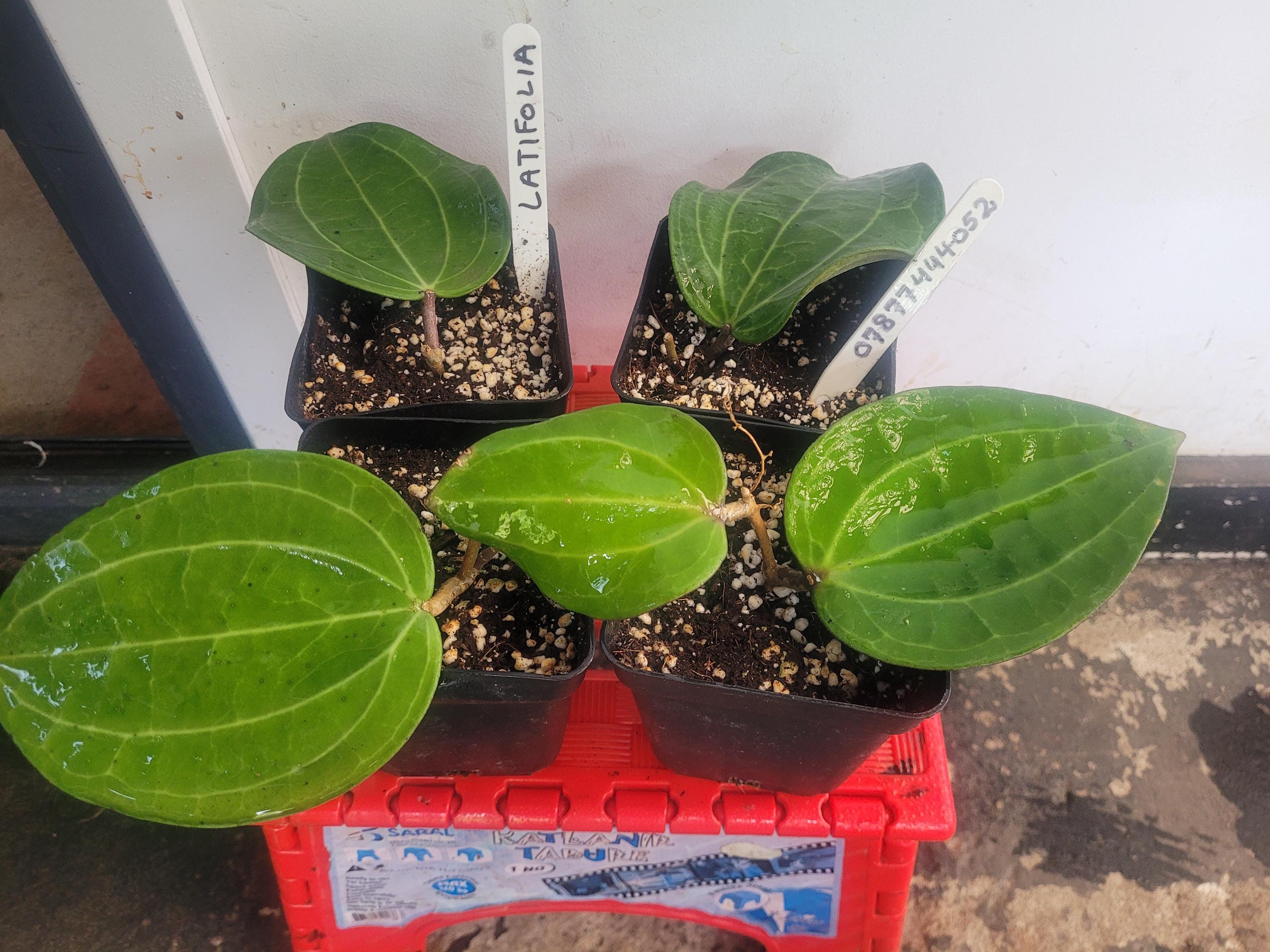 在庫ラスト　レア　ホヤ アルゲンティア プリンセス サクララン　美株　小苗 レア ホヤ アルゲンティア プリンセス サクララン 美株 小苗