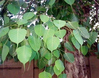 Ficus Religiosa Pipple/peepal/bodhi, tallo sano de 50-60 cm de altura, maceta de 2 litros, plantas que llegaron recientemente sin hojas, pronto habrá hojas nuevas.