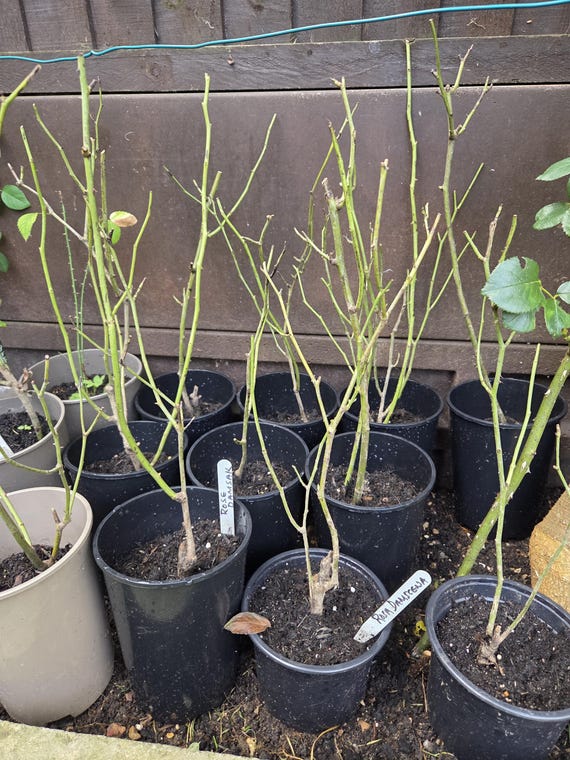 zimmerpflanze hanfpalme Chinesische Hanfpalme - Trachycarpus fortunei