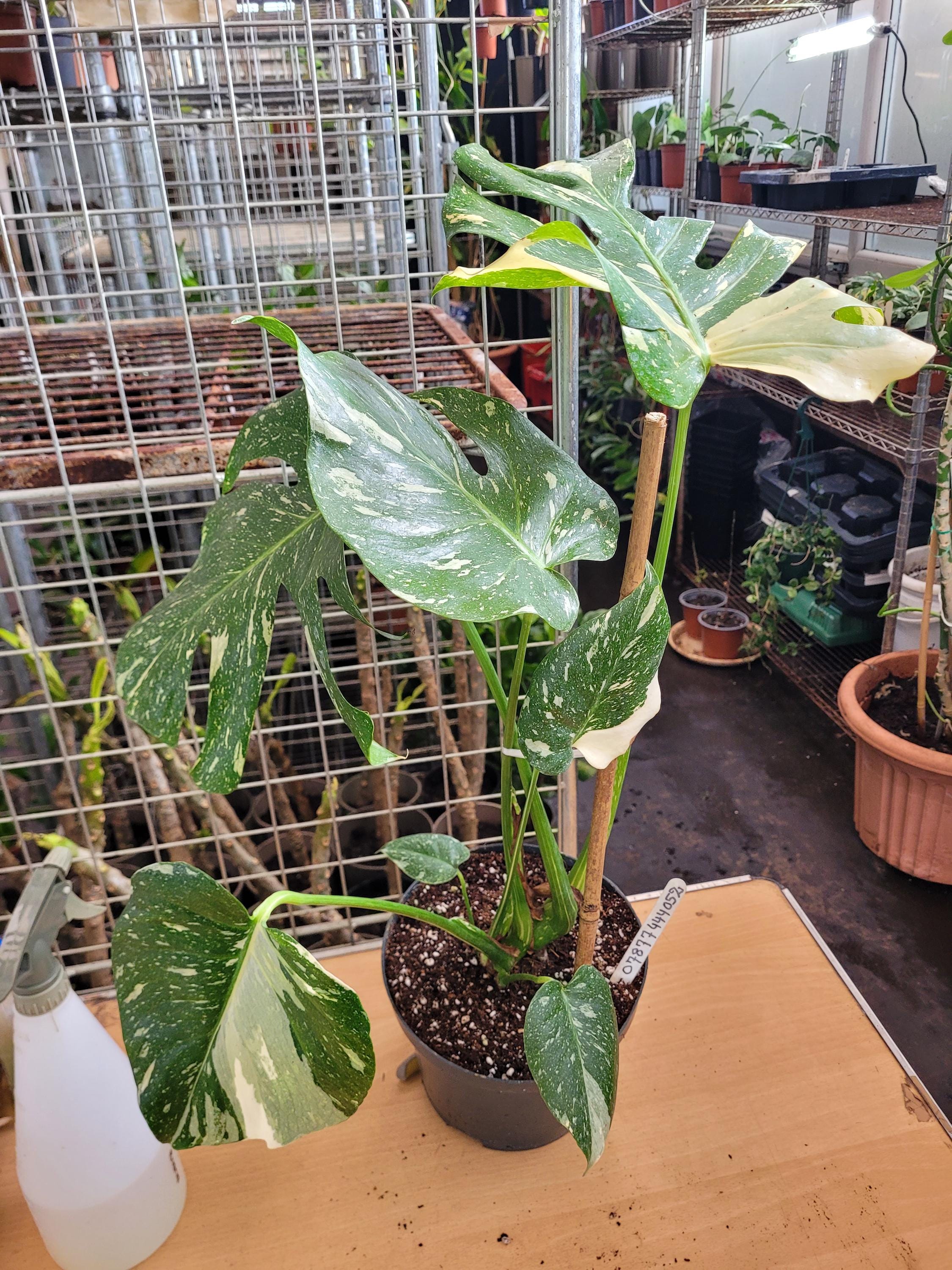 モンステラ タイ コンステレーション 斑入り、大きな 5～7 枚の