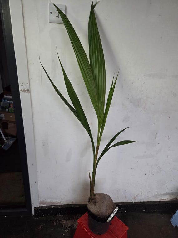 Coconut Large Plant ,cocos Nucifera ,3 Ltr Pot Over a Meter Tall , House  Plant - Etsy Israel