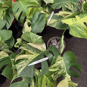 May include: A Monstera Aurea plant with large, fenestrated leaves featuring variegated patterns of deep green and creamy yellow. The plant is potted in a dark container with visible soil and includes a white plant marker labelled Monstera Aurea.