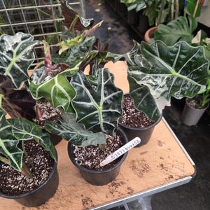 Alocasia Amazonica Albo 4-6 leaf large plant with full root ball, 1 ltr pot, house plant
