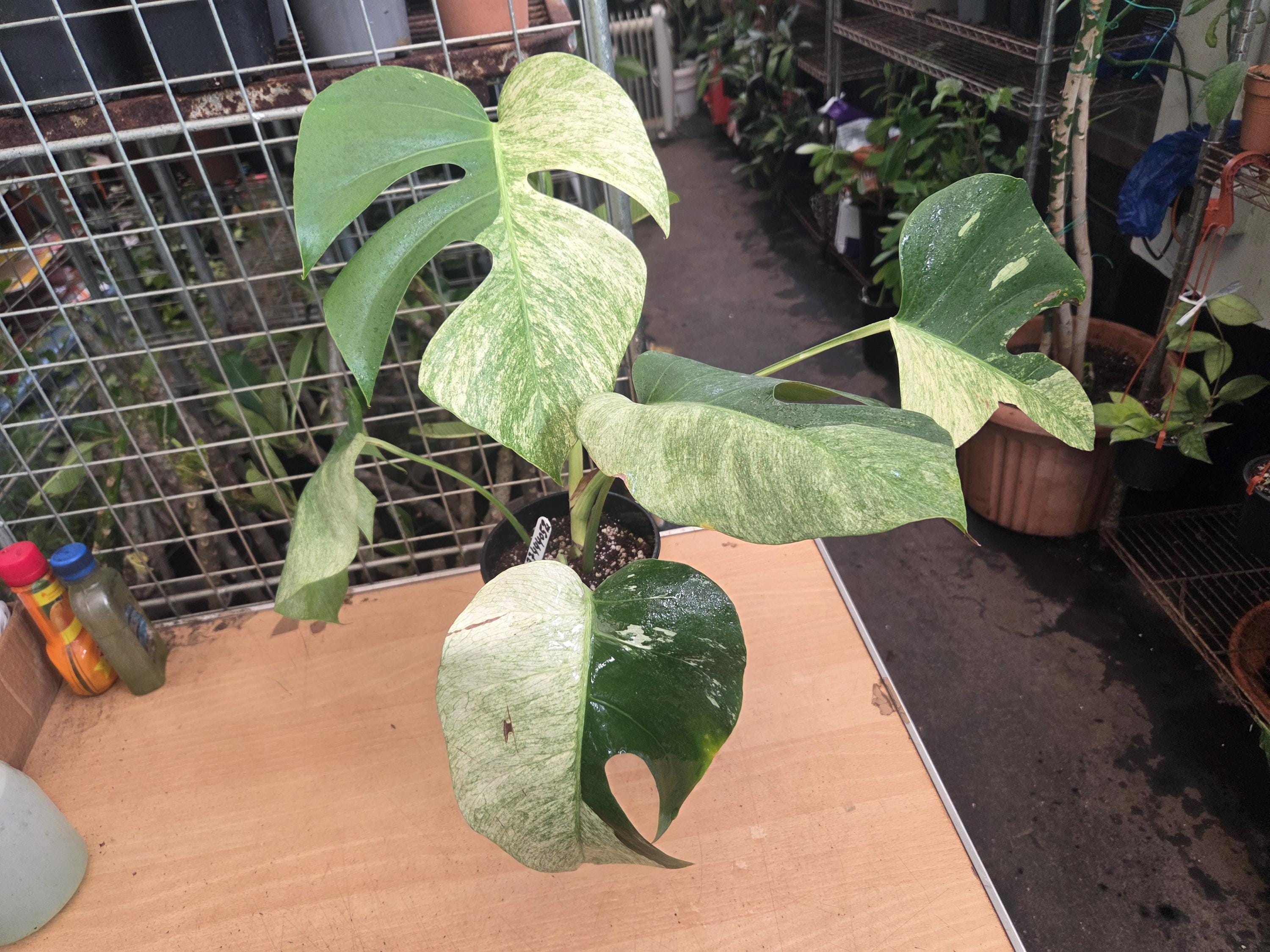 Monstera bulbasaur tissue culture - Etsy 日本