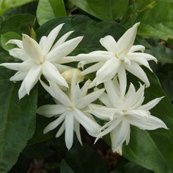 Sambac Belle dell'India, Madhan mogrow, raro fiore motia altamente profumato, 50-60 cm in pianta da 1-2 litri