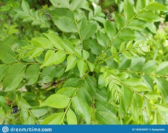 Curry Leaf Plant, limddi patta/kaddi patta ,murraya koiengii sweet neem,30-40cm in 1 ltr pot with less foliage